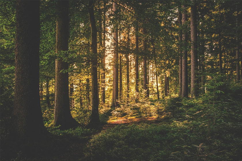 Bosques sostenibles: necesidad y beneficios
